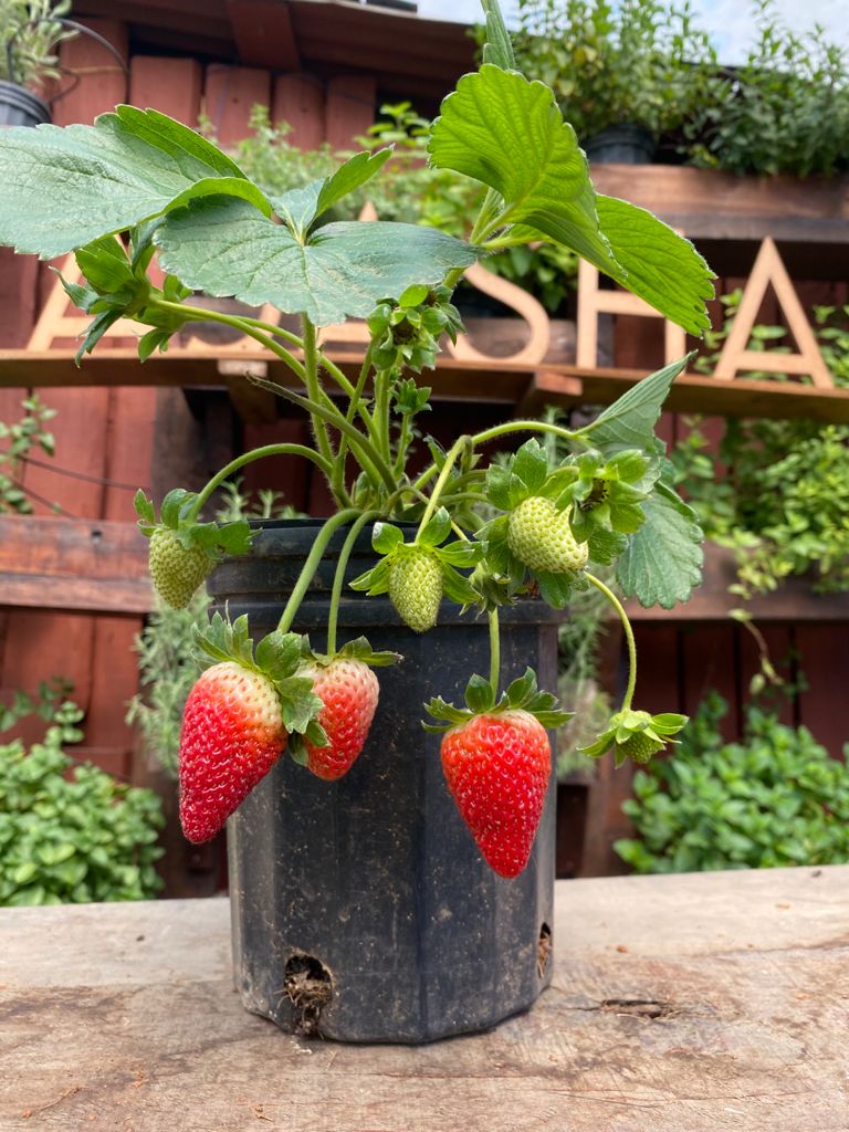 Planta de Fresas